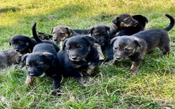 Mixed Breed dogs for sale: Lurcher cross collie pups - Image 1