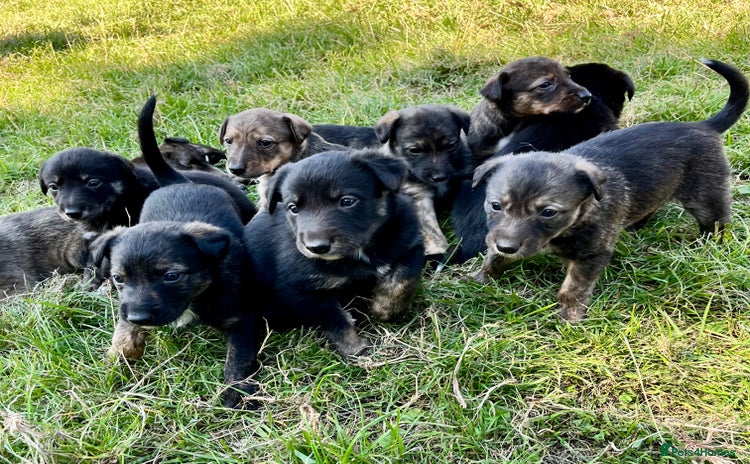 Mixed Breed dogs - Advert 2