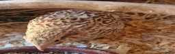 Quail poultry for sale: 🥚🐣 COTURNIX QUAIL EGGS FOR SALE! 🐣🥚 in Derby - Advert 4