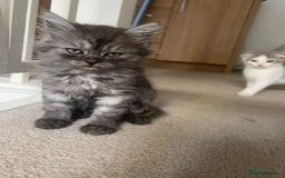 Scottish Fold cats for sale: Scottish fold kittens  - Image 5
