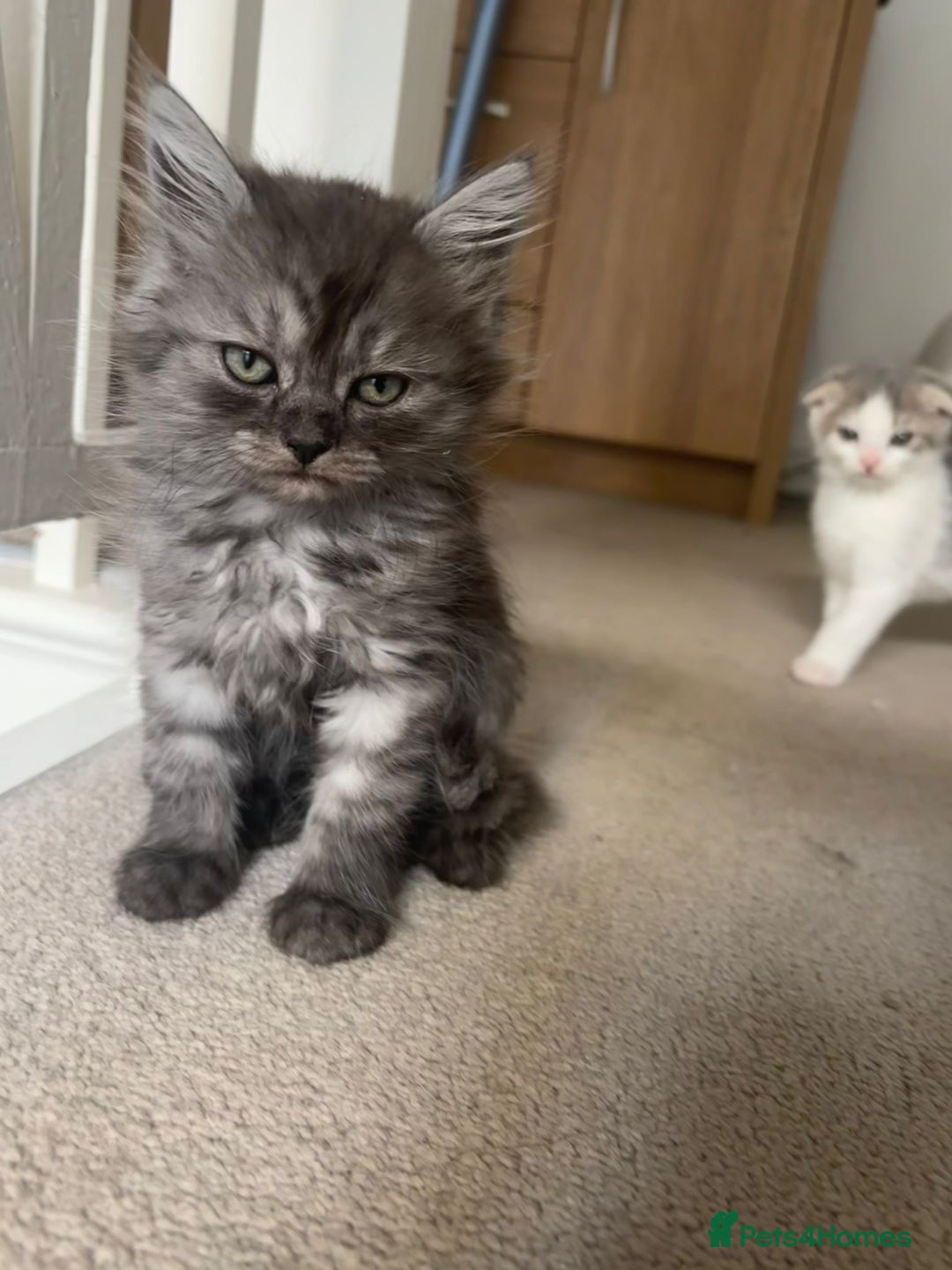 Scottish Fold cats for sale: Scottish fold kittens  - Image 5