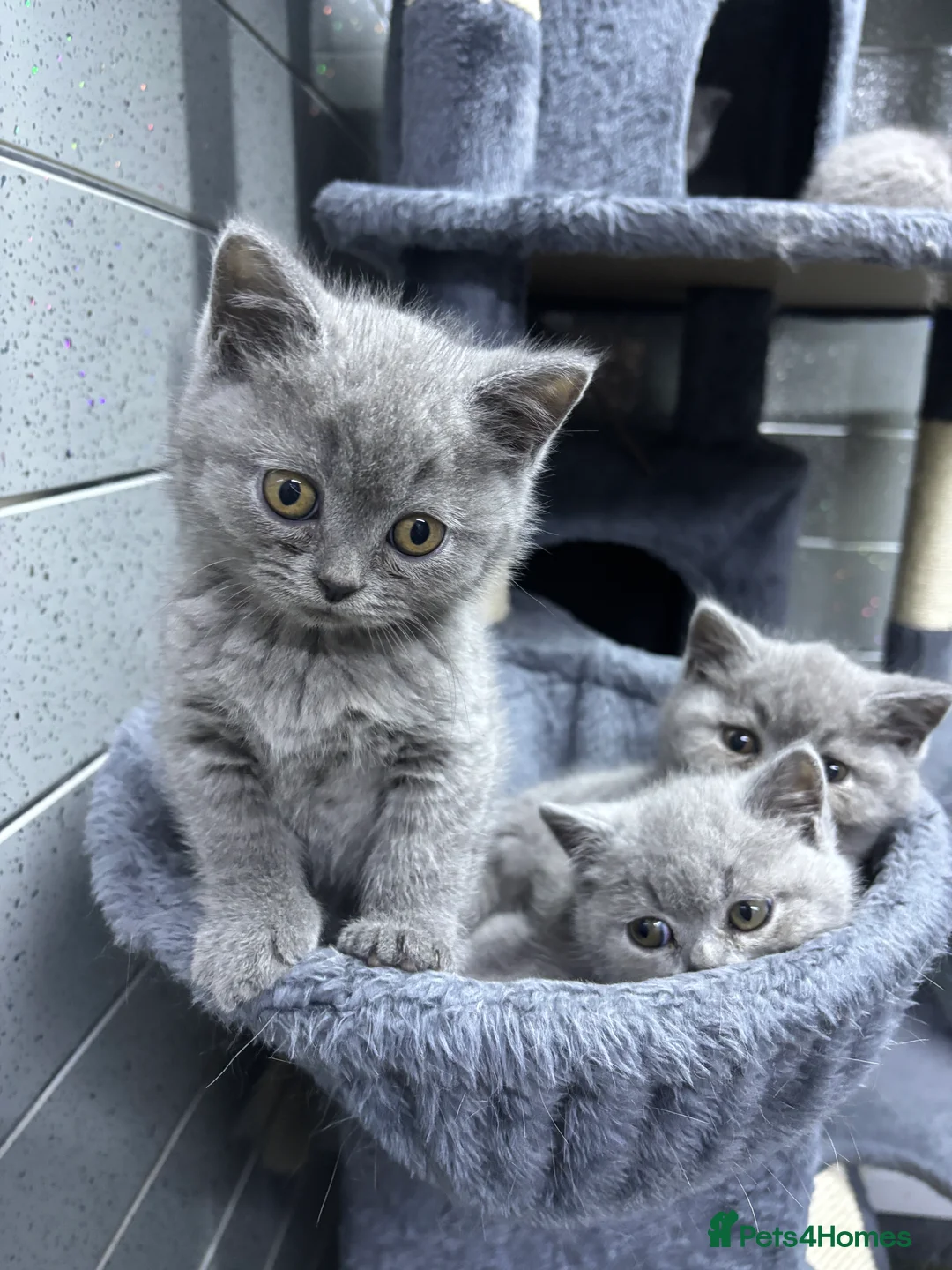 British Shorthair cats for sale: beautiful British shorthair kittens  - Advert 4