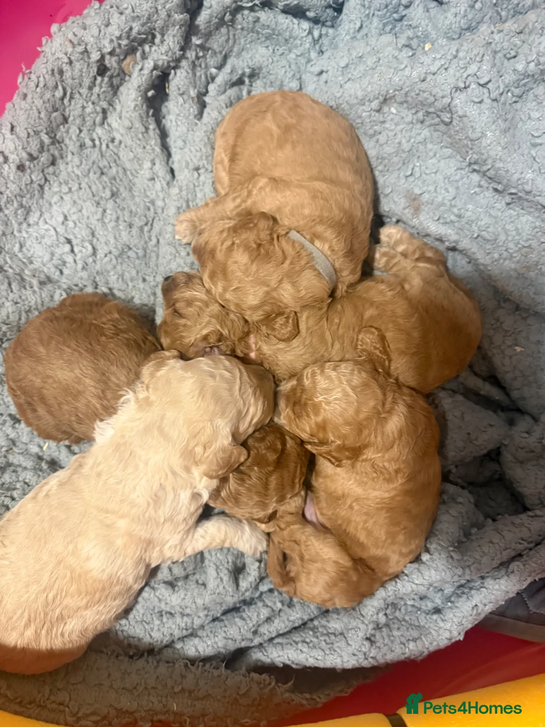 Miniature Poodle dogs for sale: 🐾 Miniature Poodle Puppies for Sale 🐾 - Advert 8