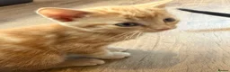 Mixed Breed cats for sale: Beautiful kittens for sale - Advert 6