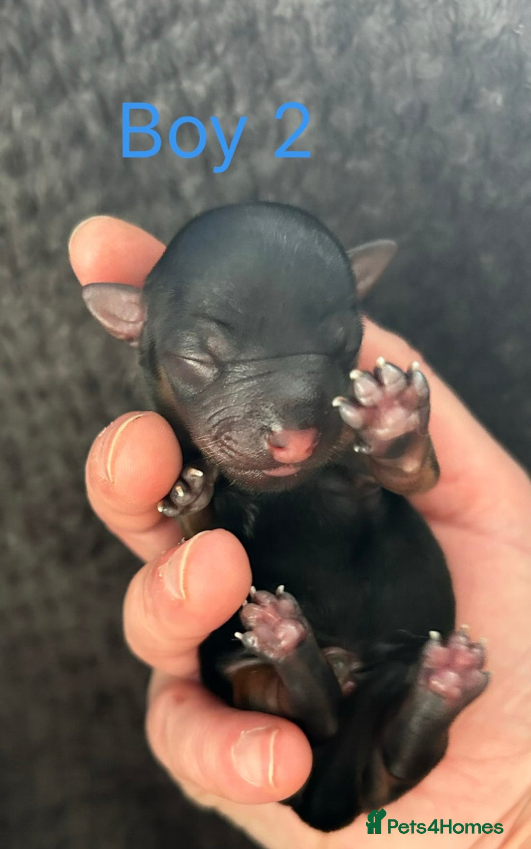 Yorkshire Terrier dogs for sale: Tiny Yorkshire terrier puppies  - Advert 7