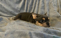 Mixed Breed dogs for sale: Beautiful spotty babies - Image 13