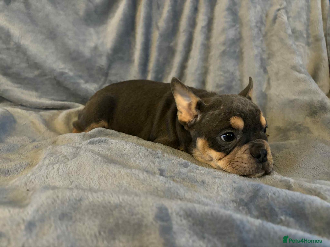 Mixed Breed dogs for sale: Beautiful spotty babies - Image 13