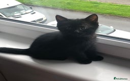 Mixed Breed cats for sale: beautiful kittens for sale  in Bellshill - Image 2