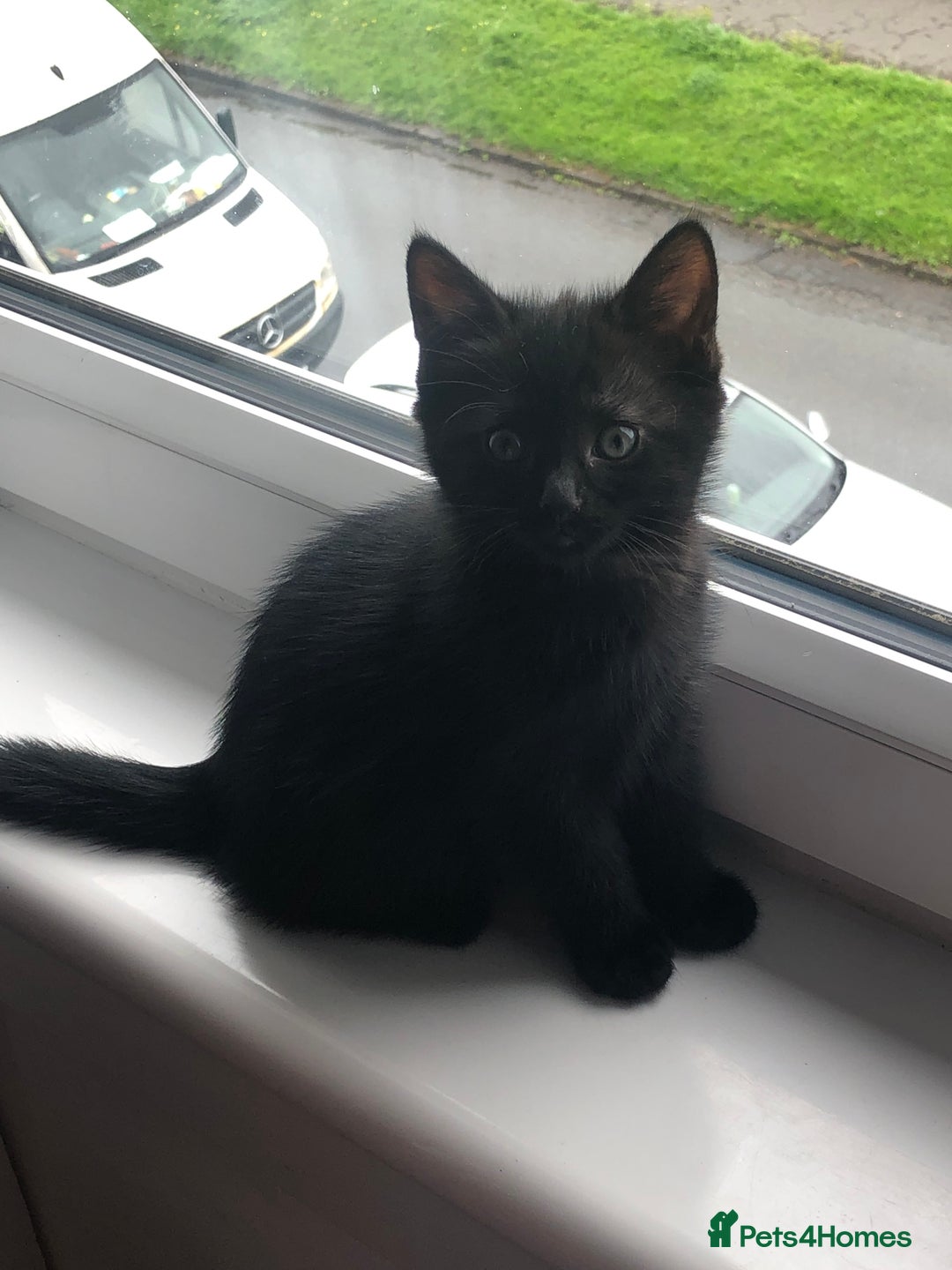 Mixed Breed cats for sale: beautiful kittens for sale  in Bellshill - Image 2