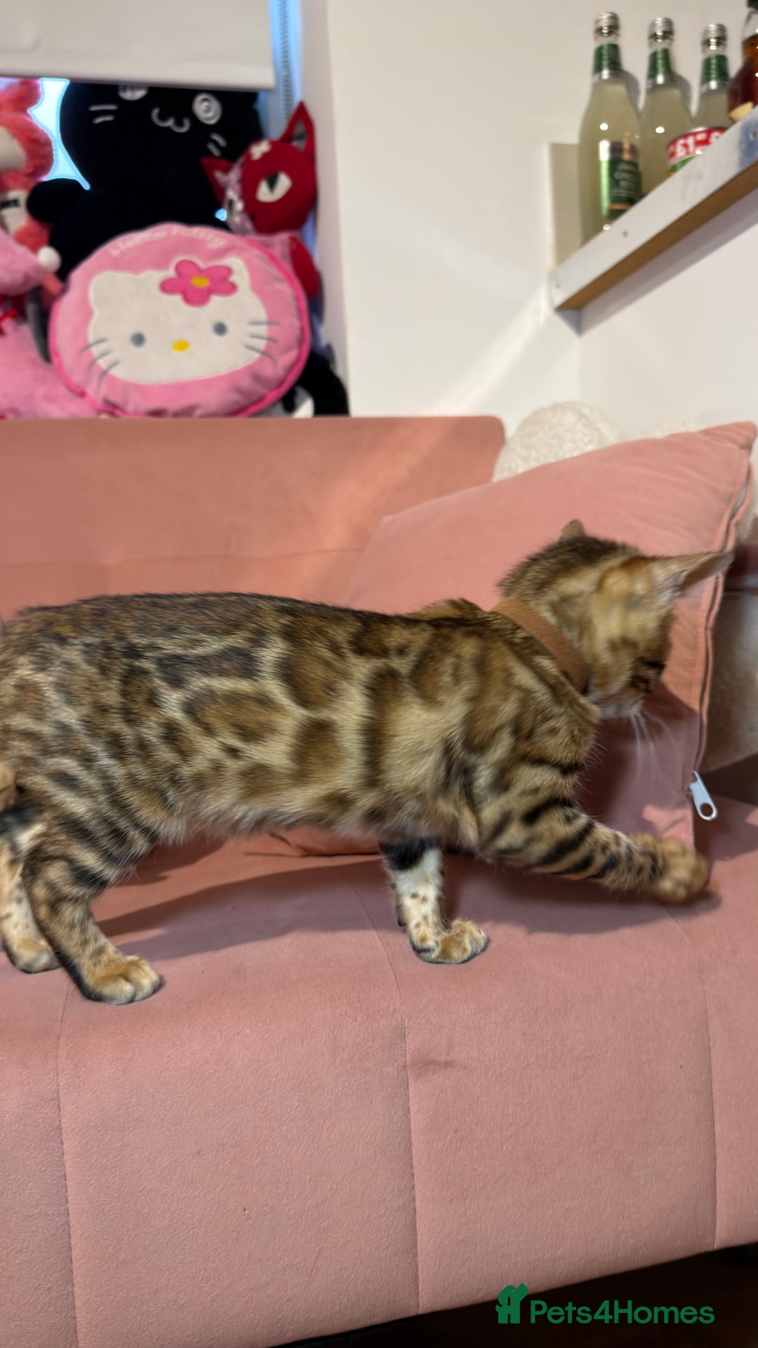Bengal cats for sale: Bengal kittens TICA ready to leave NOW♥️🐈 - Advert 8