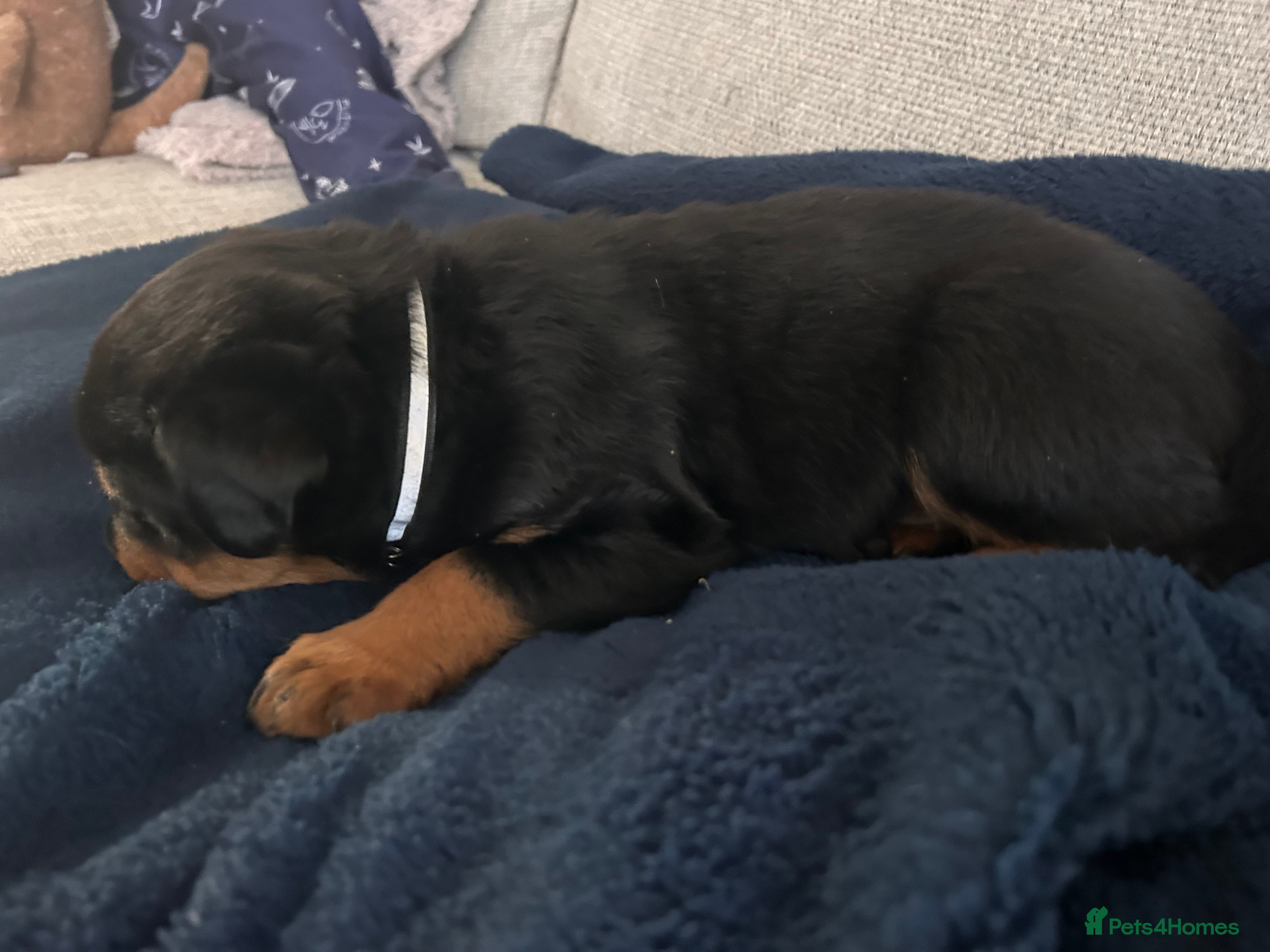 Rottweiler dogs for sale: Pure breed Rottweiler puppies for sale - Advert 21