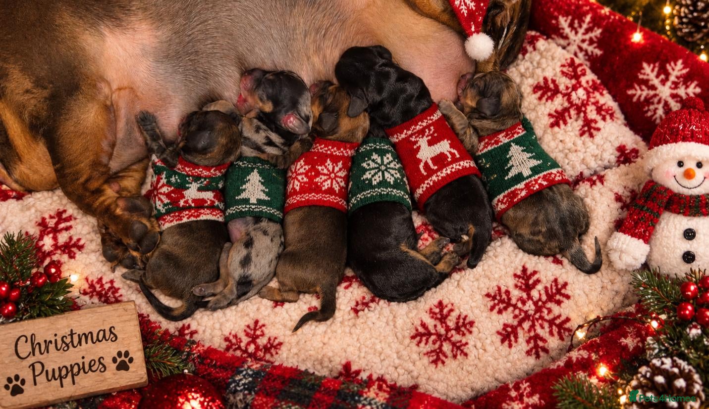 Miniature Dachshund dogs for sale: KC registered Miniature Dachshunds - Advert 2