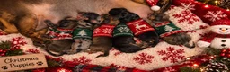 Miniature Dachshund dogs for sale: KC registered Miniature Dachshunds in Durham - Advert 1