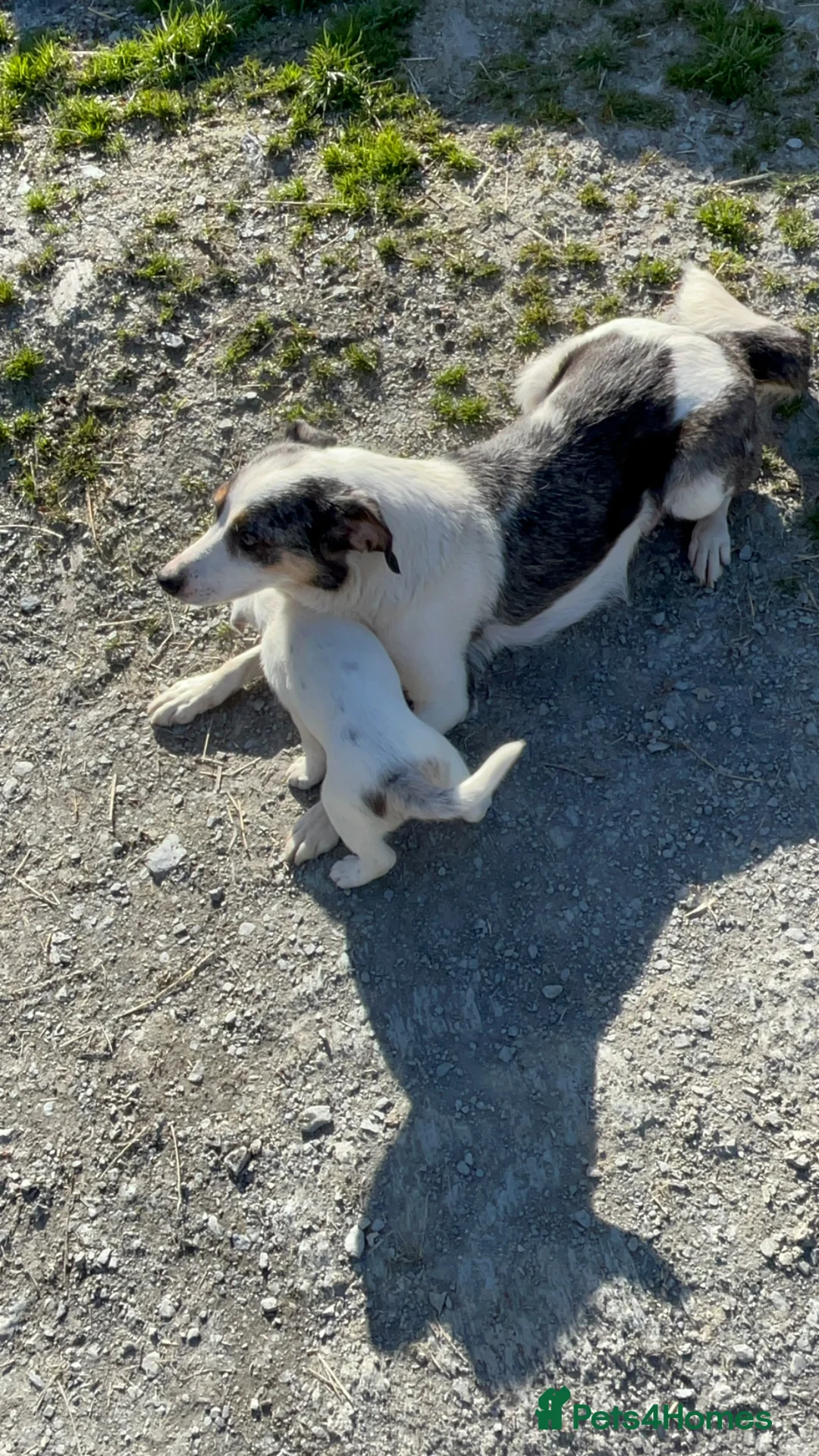 Border Collie dogs for sale: Gorgeous border collies  - Advert 2