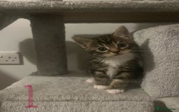 Mixed Breed cats for sale: 5 Beautiful kittens looking for homes - Image 1