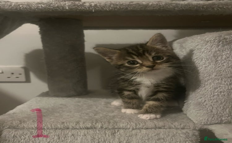 Mixed Breed cats - Advert 1