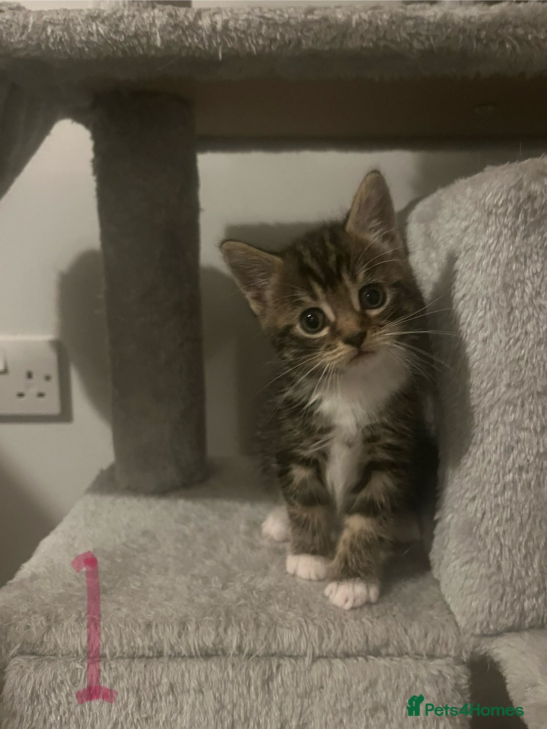 Mixed Breed cats for sale: 5 Beautiful kittens looking for homes - Image 1