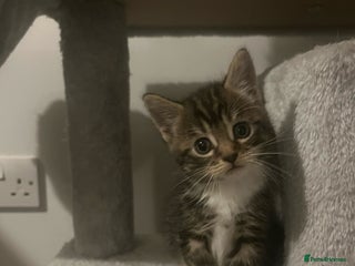Mixed Breed cats - Advert 36
