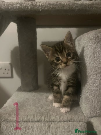 Mixed Breed cats - Advert 4