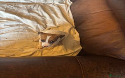 Jack Russell dogs for sale: Jack Russell puppies for sale - Image 2