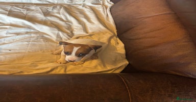Jack Russell dogs - Advert 1