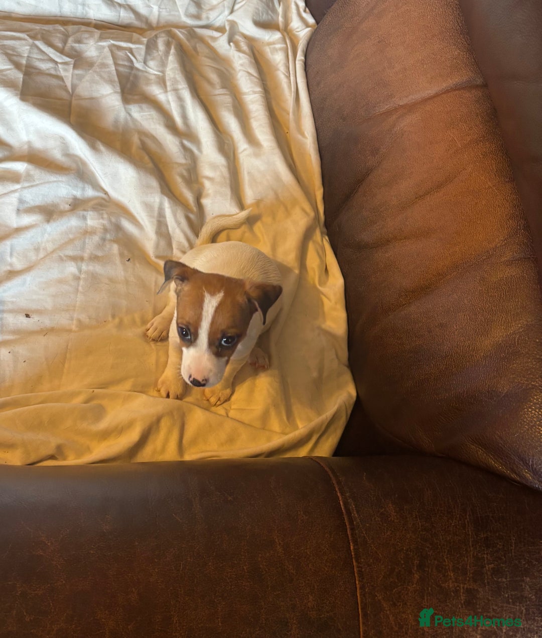 Jack Russell dogs for sale: Jack Russell puppies for sale - Image 2
