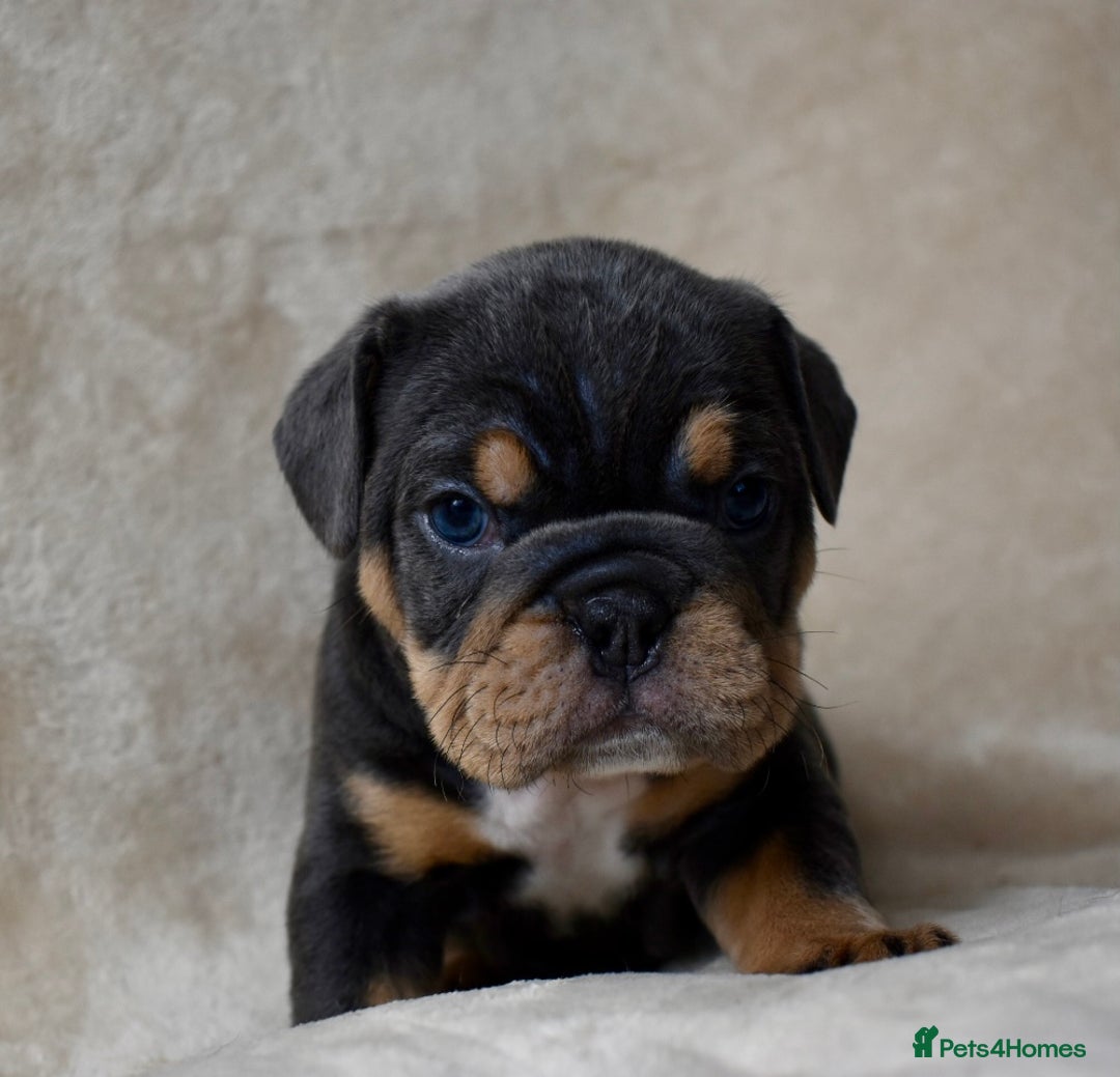 English Bulldog dogs for sale: English bulldog puppies for sale  - Advert 9