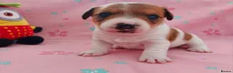 Jack Russell dogs for sale: Adorable 1 BOY LEFT Jack Russell  - Advert 15