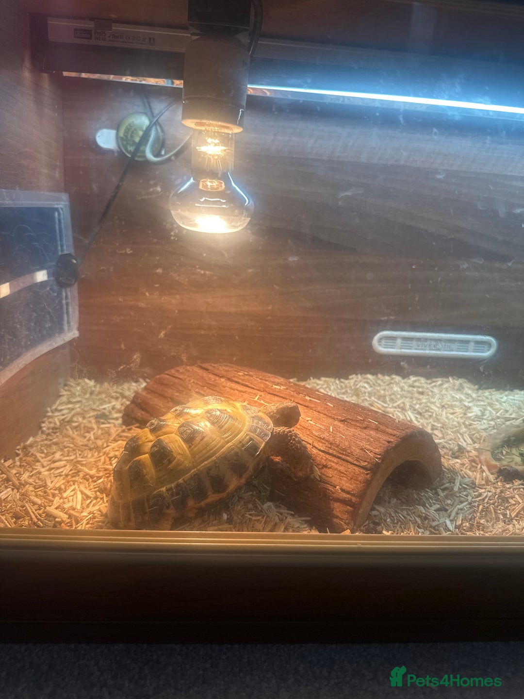 Tortoise reptiles for sale: Horsefield tortoise - Image 5
