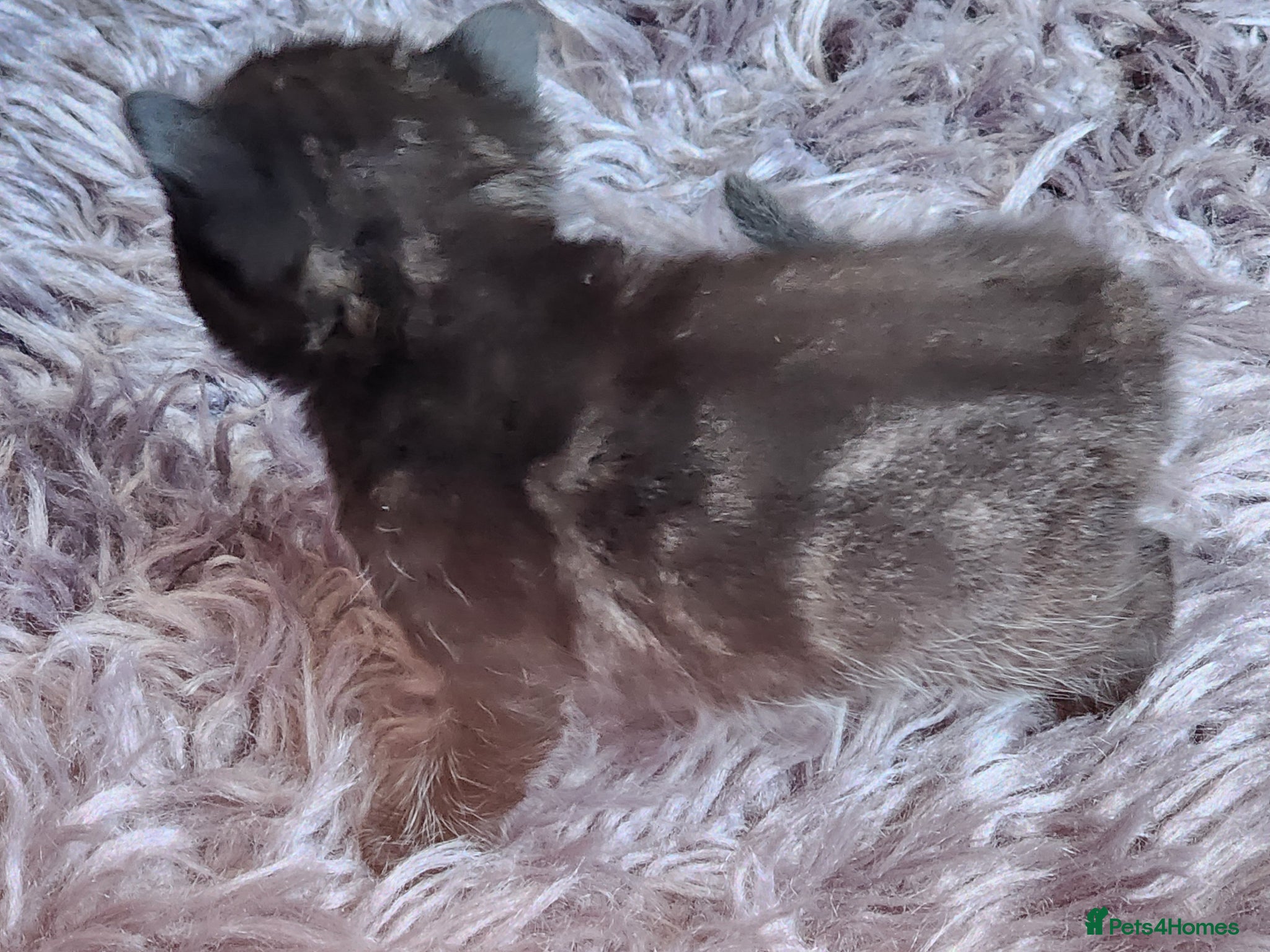 Mixed Breed cats Come for your best friend! - Advert 2