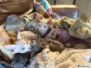 Sphynx cats for sale: Unique Sphynx & Elf Sphynx Kittens for Sale😊 - Advert 1