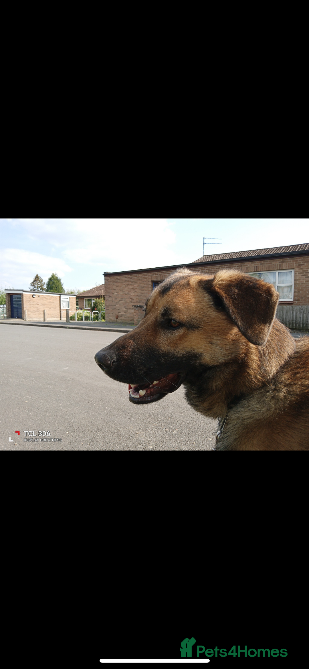 Australian Shepherd dogs for sale: Male Australian Shepherd  - Advert 3