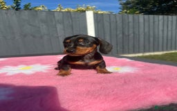 Miniature Dachshund dogs for sale: MINIATURE DACHSHUNDS REDUCED!! - Image 8