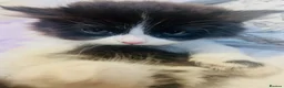 Persian cats for sale: Persian doll face - Advert 6