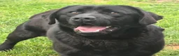 Labrador Retriever dogs for sale: 1 Year Old Male(DNA + Hips Scored) - Advert 4