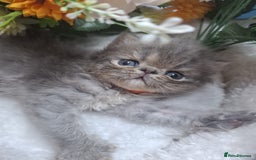 Persian cats for sale: Persian Kittens looking for their forever homes - Image 11