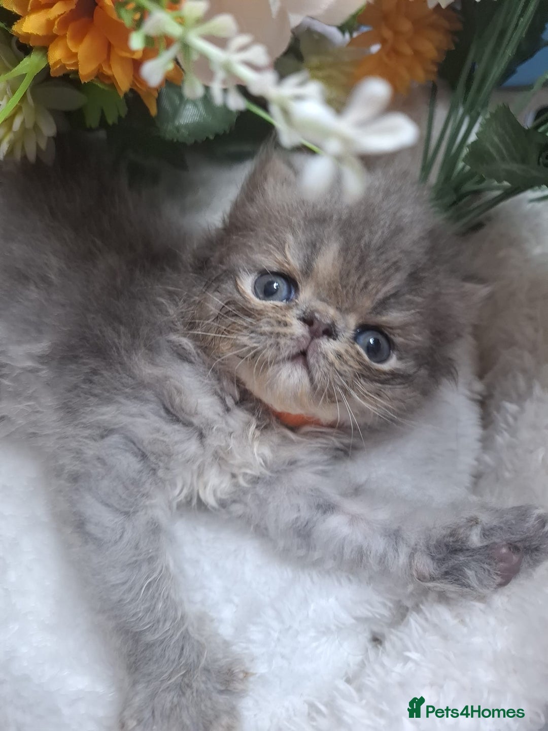Persian cats for sale: Persian Kittens looking for their forever homes - Image 11