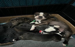 Boston Terrier dogs for sale: Boston terriers for sale - Image 24