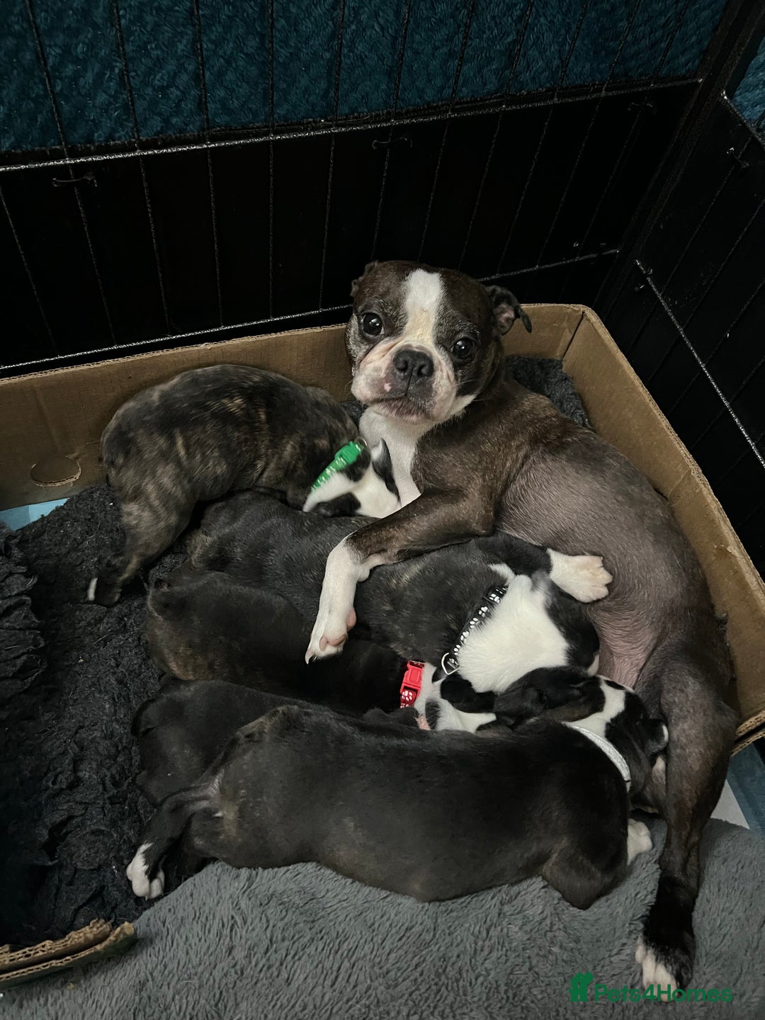 Boston Terrier dogs for sale: Boston terriers for sale - Image 24