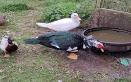 Ducks poultry for sale: A beautiful pair of Muscovy ducks  - Image 2