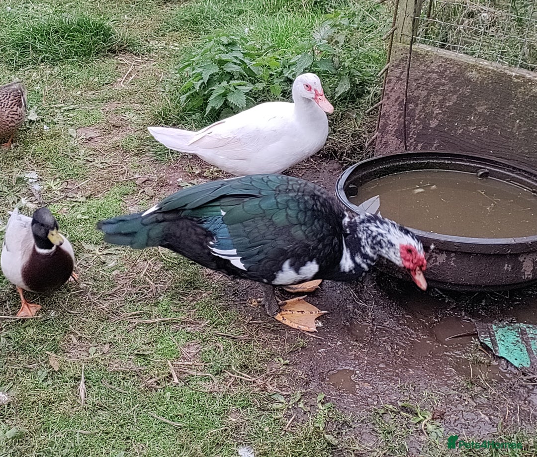 Ducks poultry for sale: A beautiful pair of Muscovy ducks  - Image 2
