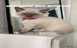 Ragdoll cats for sale:  Ragdoll kittens. 1 girl. 1 boy  - Image 3