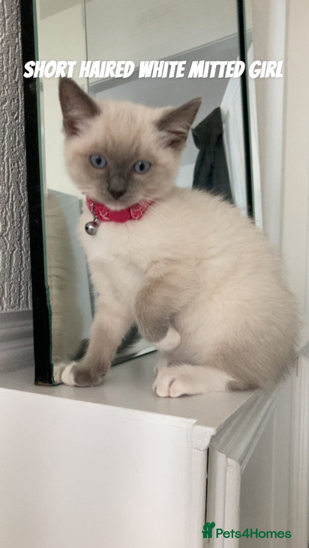 Ragdoll cats for sale:  Ragdoll kittens. 1 girl. 1 boy  - Image 3