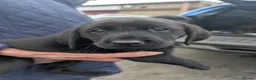 Labrador Retriever dogs for sale: Labrador Puppies  - Advert 4