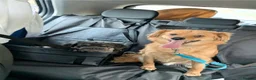 Mixed Breed dogs for adoption: Fluffy Comet in Peterborough - Advert 5