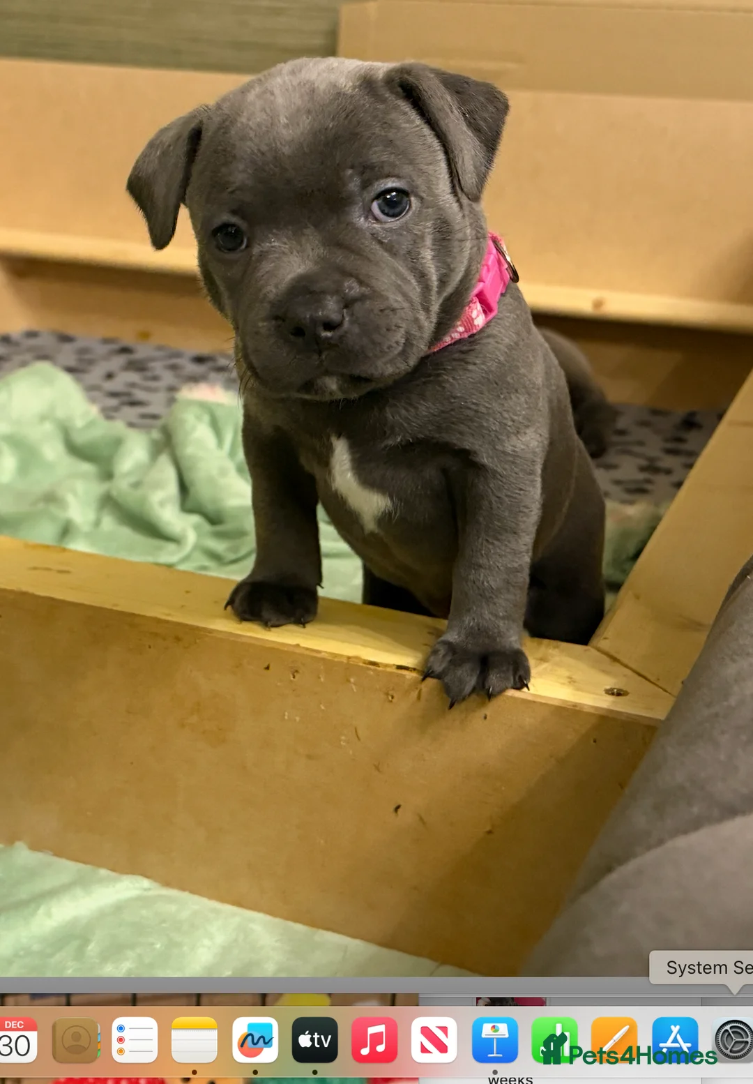 Staffordshire Bull Terrier dogs for sale: KC Blue Staffordshire Bull Terrier Puppies SOLD - Advert 33