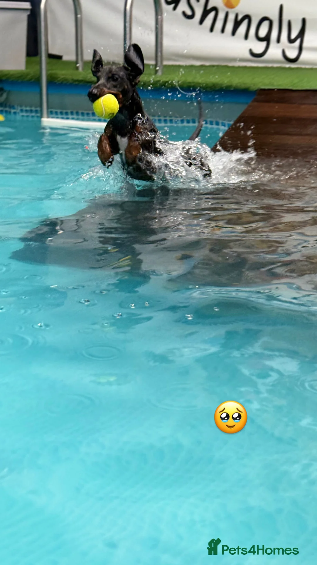 Dachshund dogs for stud: Smooth haired Dachshund Stud Gorgeous Coat - Advert 5