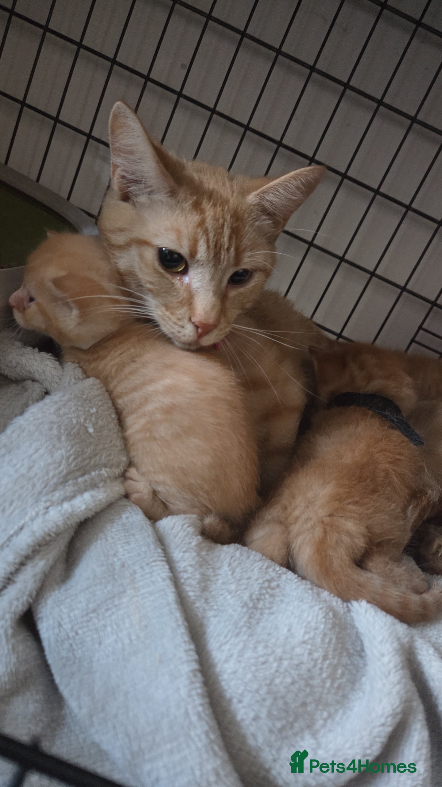 Mixed Breed cats Ginger male kitten  - Advert 4