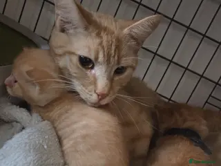 Mixed Breed cats Ginger male kitten - Advert 5