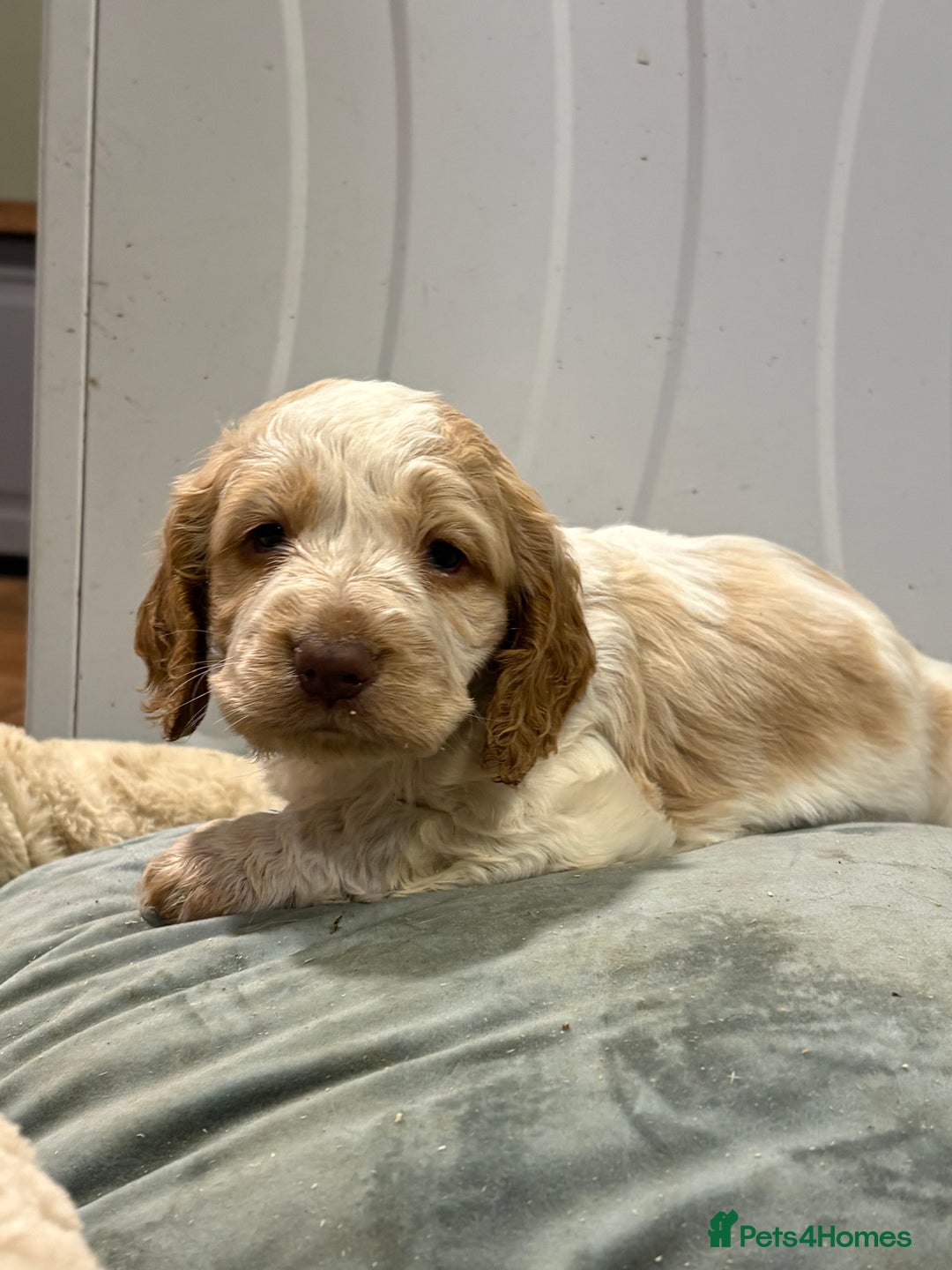 Cocker Spaniel dogs for sale: Cocker Spaniel Litter - Advert 10